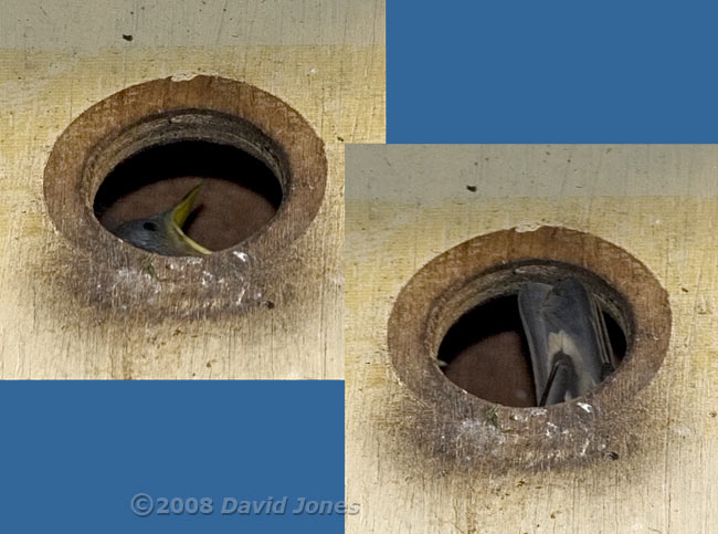 First glimpses from outside the box of the Starling chicks