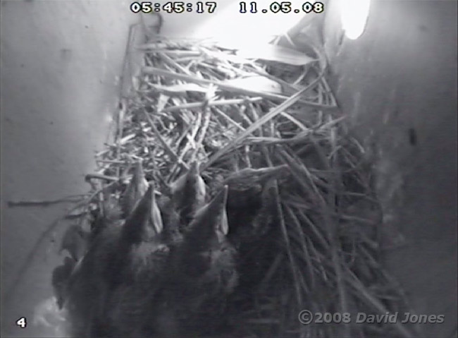 The five Starling chick, alive at dawn