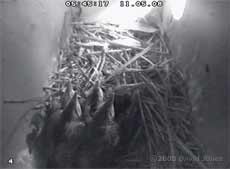 The five Starling chick, alive at dawn