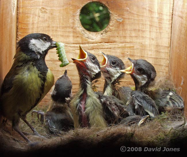 Great Tit mother arrives with a big Green caterpillar