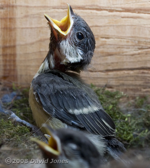 Great Tit chick at the side of the box