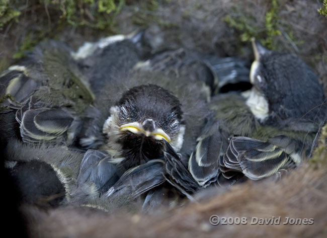 Great Tit chicks resting in nest cup