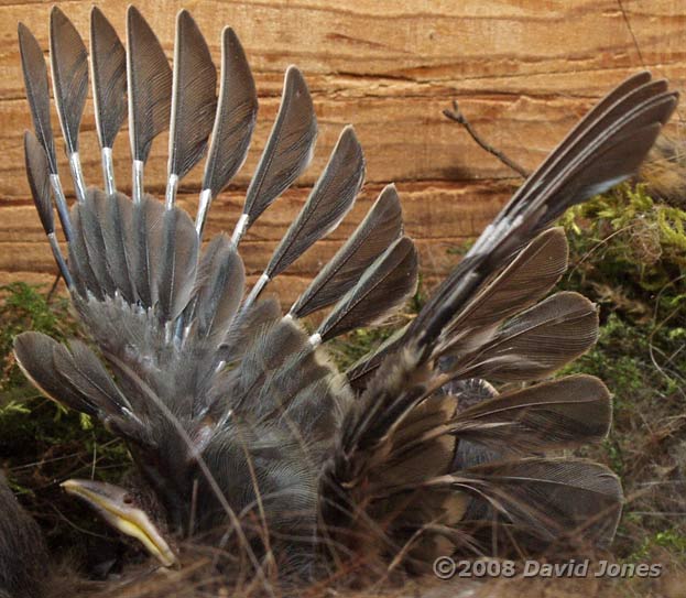 Great Tit chick flaps its wings, perhaps for the first time