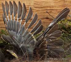 Great Tit chick flaps its wings, perhaps for the first time