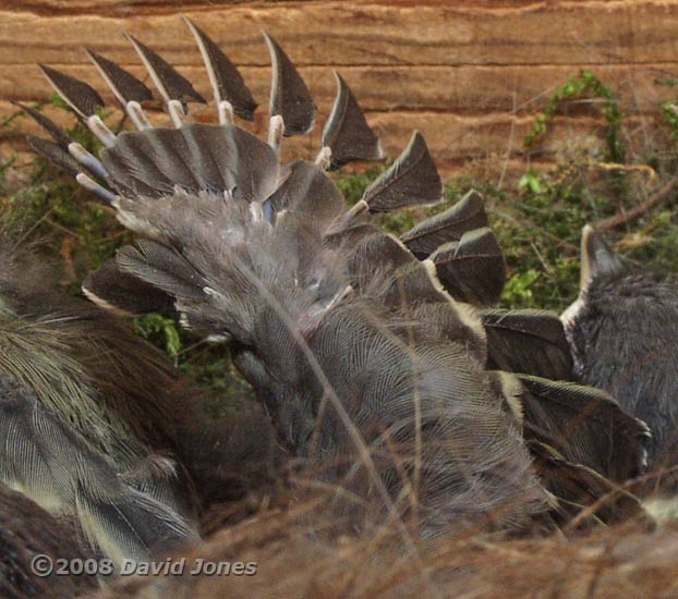 Great Tit chick flaps its wings - showing the thumb feathers (Alula)