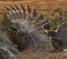 Great Tit chick flaps its wings - showing the thumb feathers (Alula)