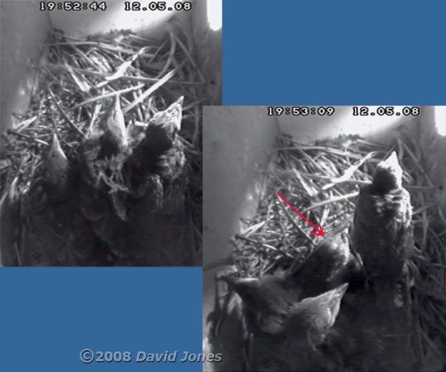 The death of another Starling chick