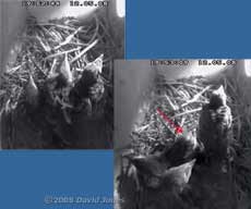 The death of another Starling chick