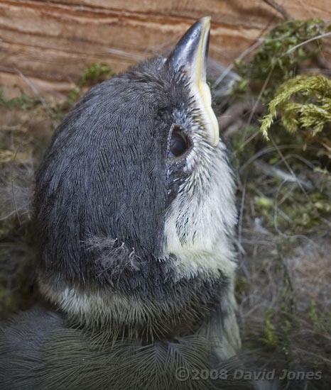 A Great Tit chick today - close-up of head