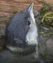 A Great Tit chick today - close-up of head