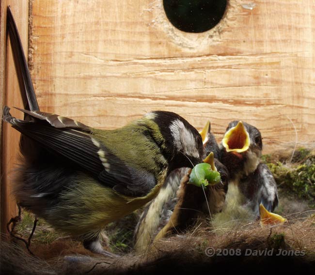 A large caterpillar is offered to a  Great Tit chick