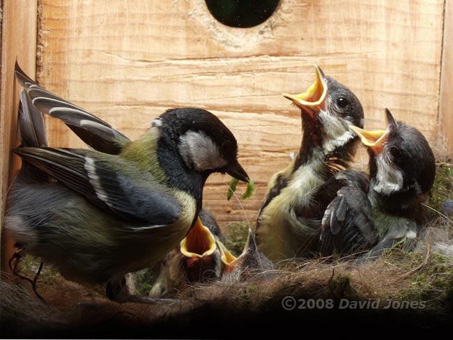 A very small caterpillar is offered to a  Great Tit chick