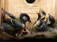 A very small caterpillar is offered to a  Great Tit chick