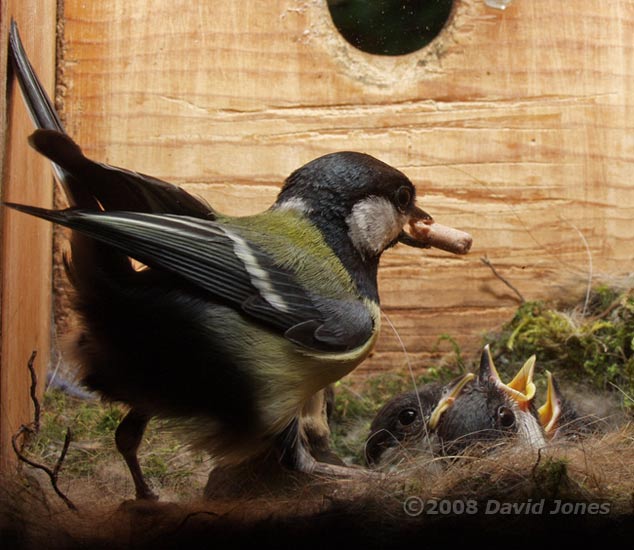 A food pellet is offered to the Great Tit chicks