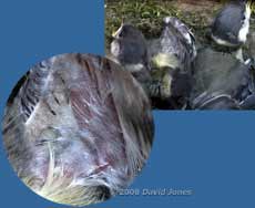 A Great Tit chick today - the underside of a wing