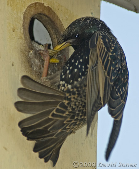 A Starling chick is fed at the box entrance
