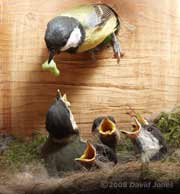 A caterpillar is delivered to the Great Tit box