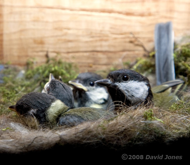 The Great Tit mother shares the nest cup with her brood