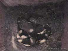 The Great Tit chicks sleep alone tonight
