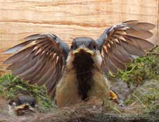 A Great Tit chick exercises its wings