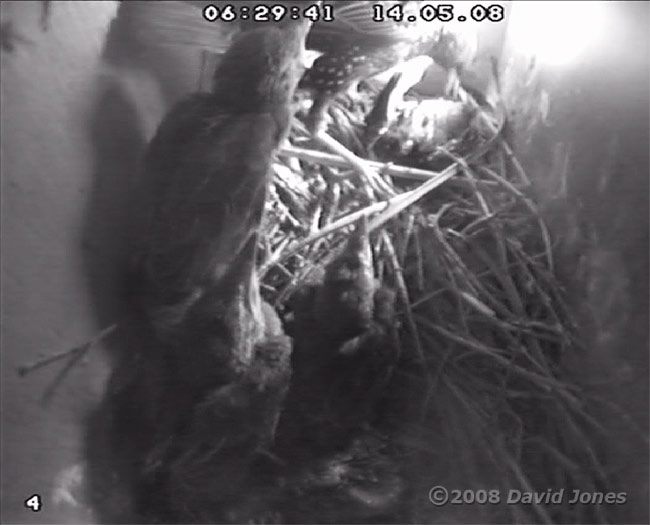 The Starling mother removes a dead chick