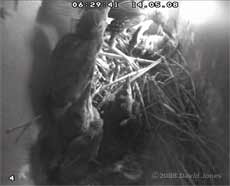 The Starling mother removes a dead chick