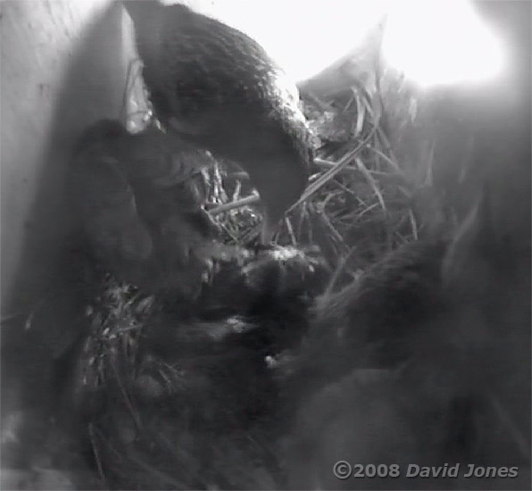 The Starling mother attempts to remove the second dead chick