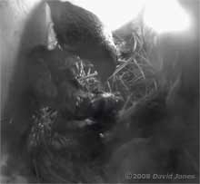 The Starling mother attempts to remove the second dead chick