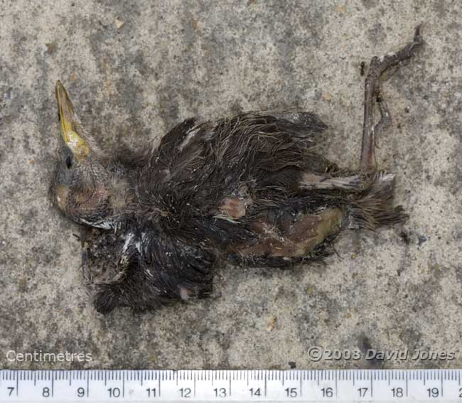 A dead Starling chick