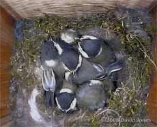 The Great Tit chicks huddle together on a cold day
