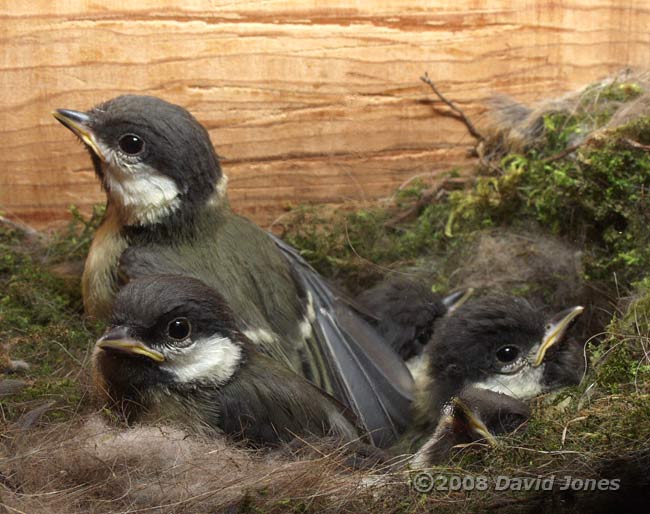 A Great Tit chick stretched a wing