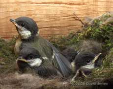A Great Tit chick stretched a wing