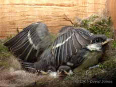 A Great Tit chick flaps its wings - 1