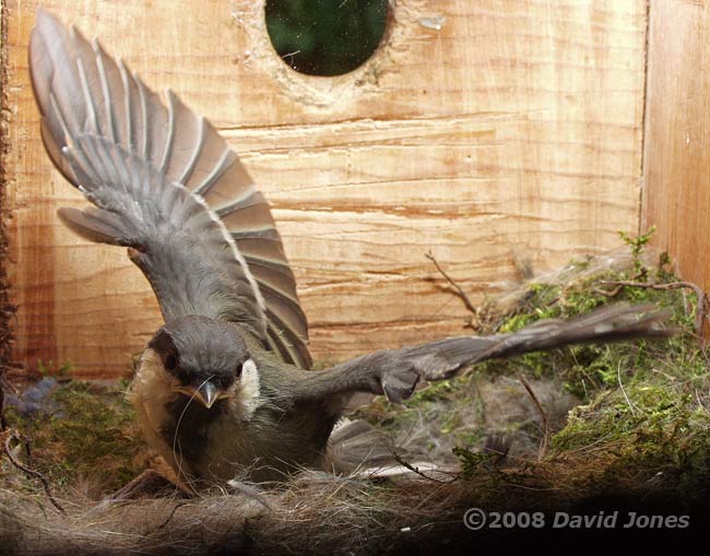 A Great Tit chick flaps its wings - 2 - showing the Alula
