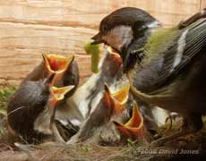 A caterpillar is delivered in the Great Tit box - 1