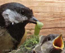 A caterpillar is delivered in the Great Tit box - 2