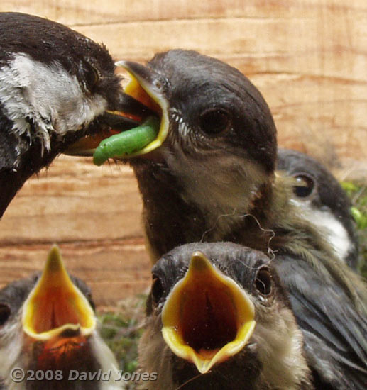 A caterpillar is delivered in the Great Tit box - 3