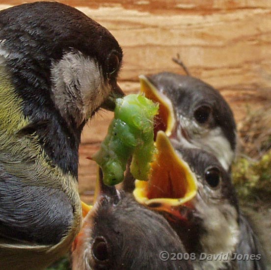 A caterpillar is delivered in the Great Tit box - 4