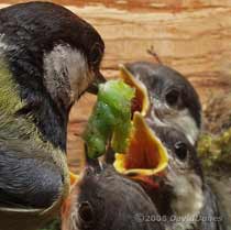 A caterpillar is delivered in the Great Tit box - 4