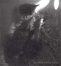 The three Starling chicks await their first feed of the day at 5.25am