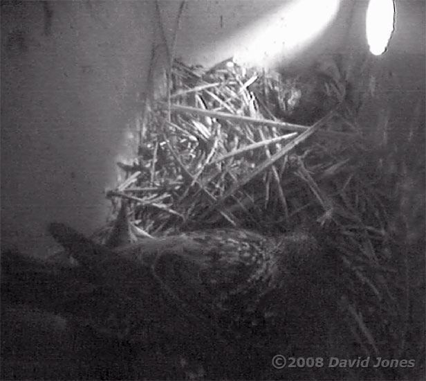 The Starling mother sits on her chicks just after dawn