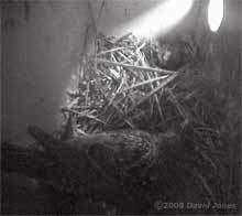The Starling mother sits on her chicks just after dawn
