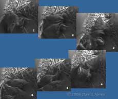 A Starling chick nearly chokes after a feed