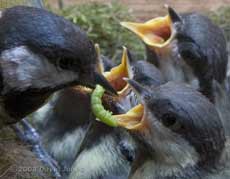 A caterpillar is delivered in the Great Tit box - 1