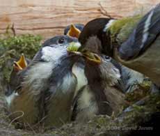 Two Great Tit chicks try to share a caterpillar