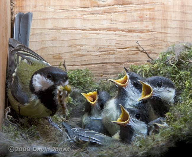 A 'different' caterpillar is delivered in the Great Tit box