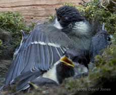 A 'Great Tit chick stretches a wing