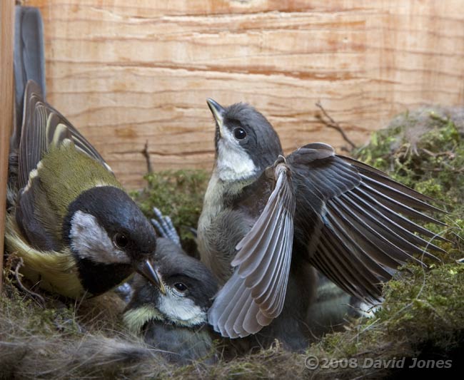 A Great Tit chick stretches its wings with mum present