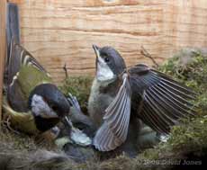 A Great Tit chick stretches its wings with mum present