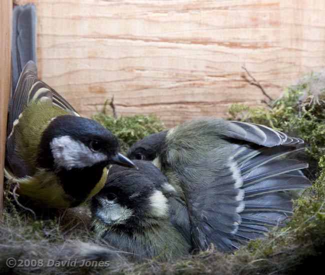 A Great Tit chick prepares to fly